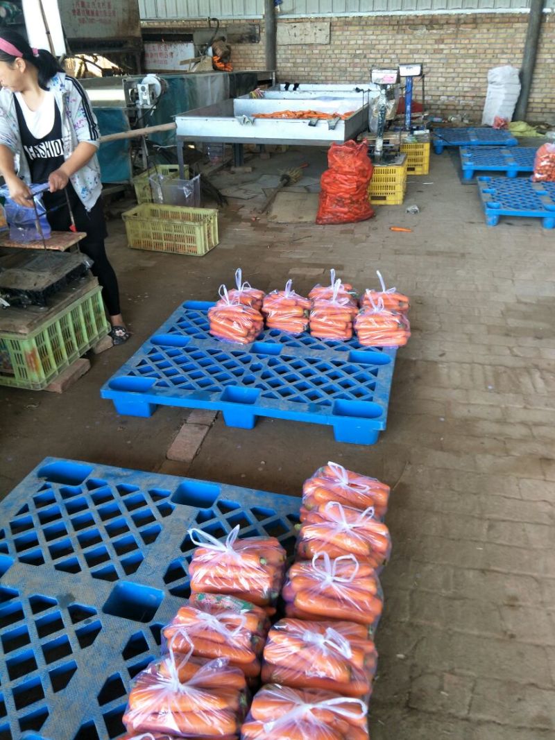 胡萝卜3两以上水洗10厘米以上红