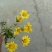 野菊花野生菊花