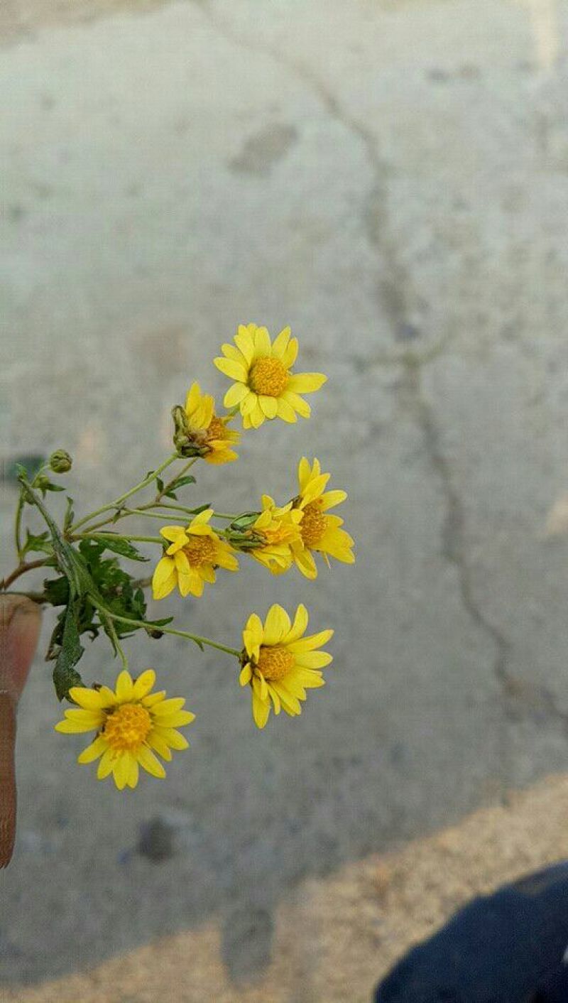 野菊花野生菊花