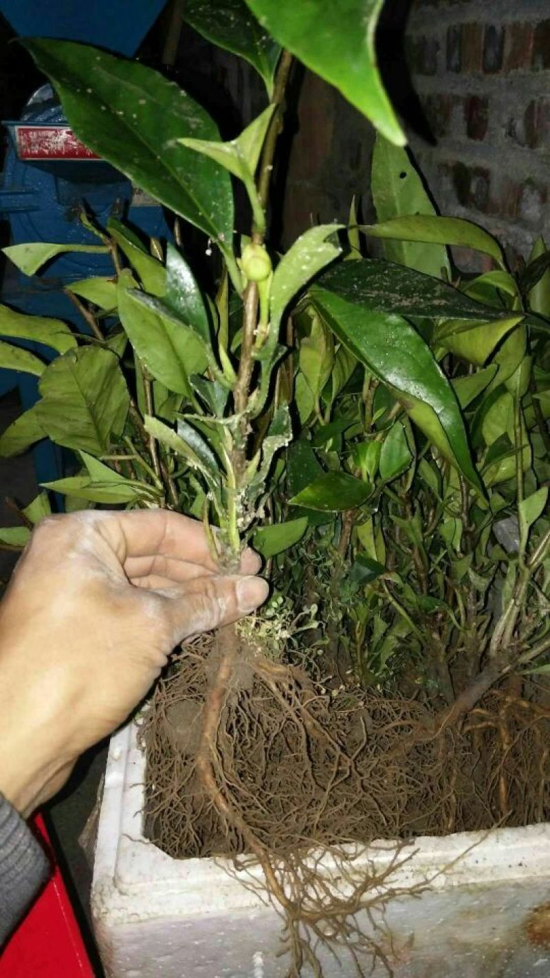 布福娜树苗嫁接改良黑老虎，布福
