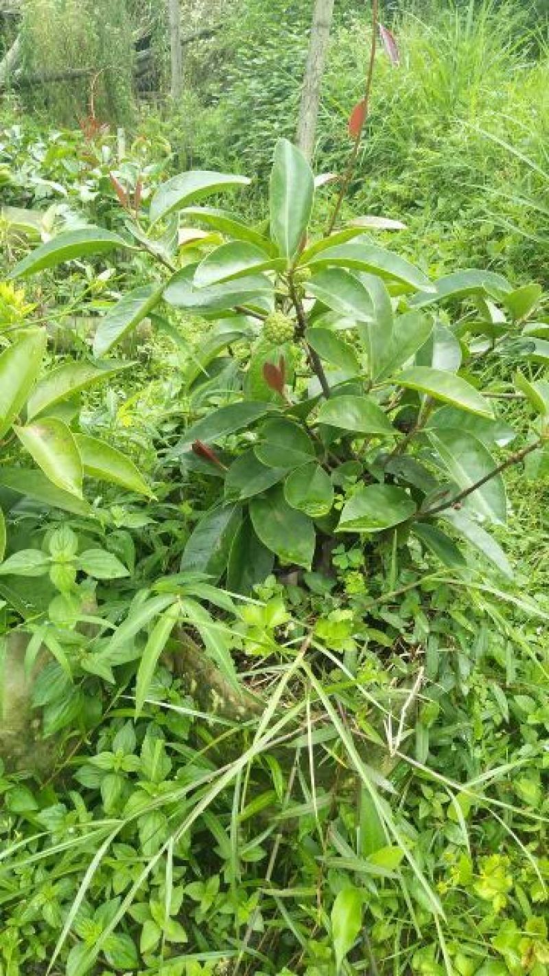 布福娜树苗嫁接改良黑老虎，布福