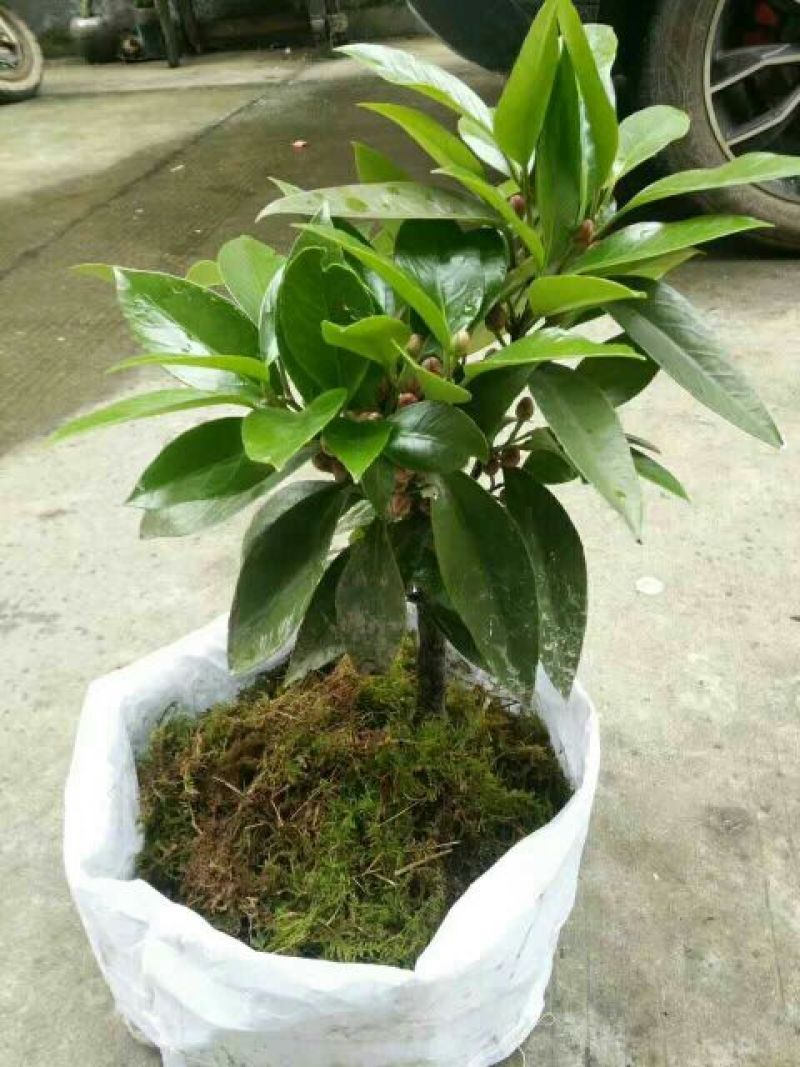 布福娜树苗嫁接改良黑老虎，布福