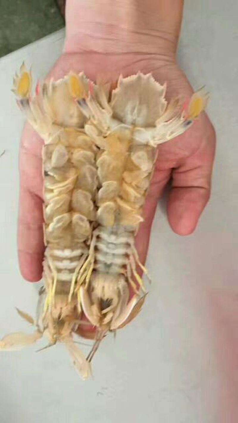 皮皮虾活虾