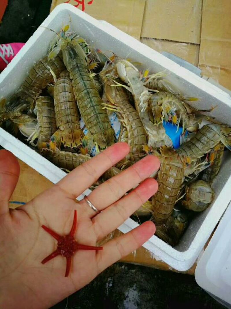 皮皮虾活虾