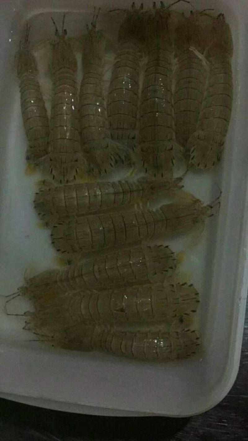 皮皮虾活虾