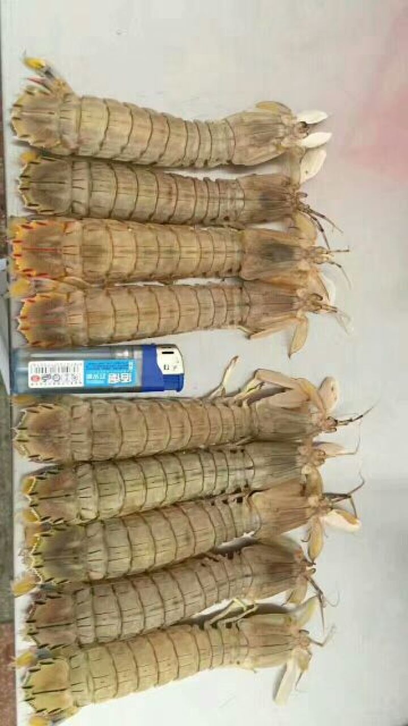 皮皮虾活虾