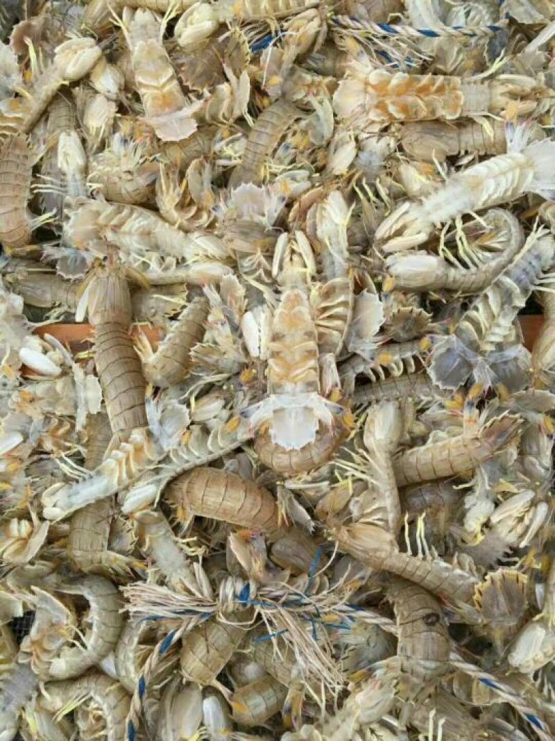 皮皮虾活虾