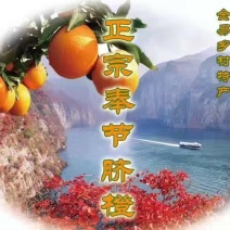 奉节脐橙65mm以下