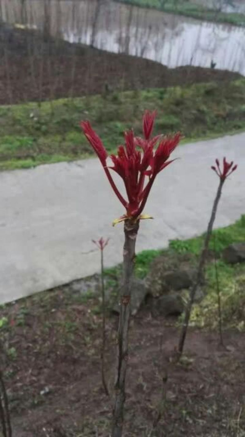 大竹香椿芽红香椿，红油椿，红叶香椿，大竹香椿