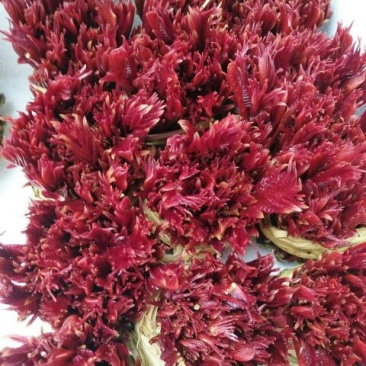 大竹香椿芽红香椿，红油椿，红叶香椿，大竹香椿