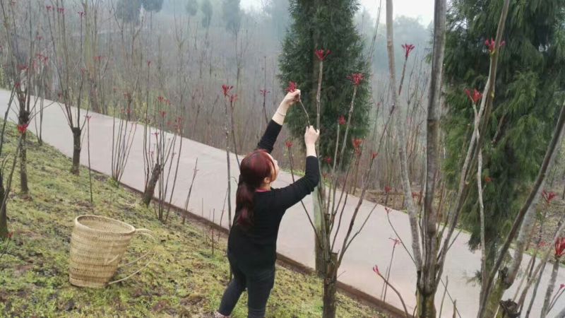 大竹香椿芽红香椿，红油椿，红叶香椿，大竹香椿