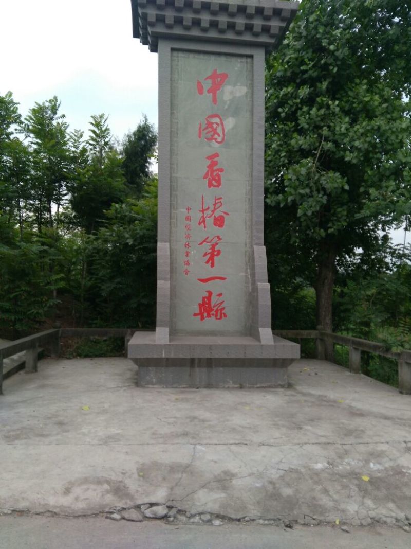 大竹香椿芽红香椿，红油椿，红叶香椿，大竹香椿