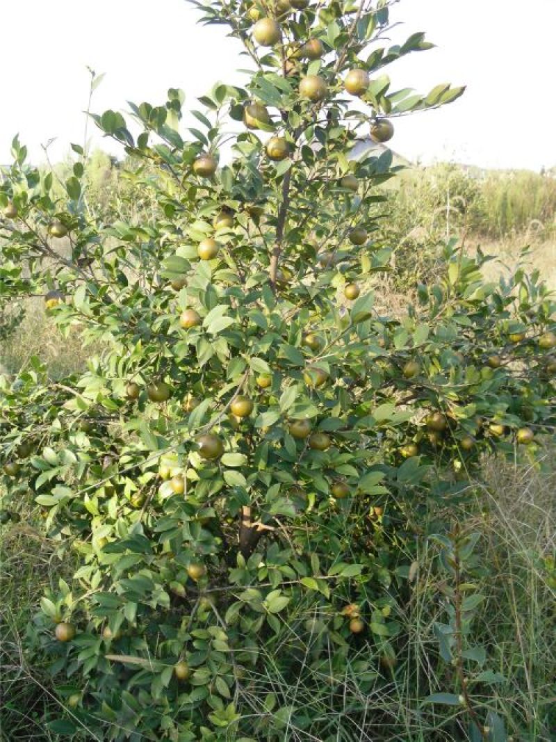软枝油茶苗30~50cm