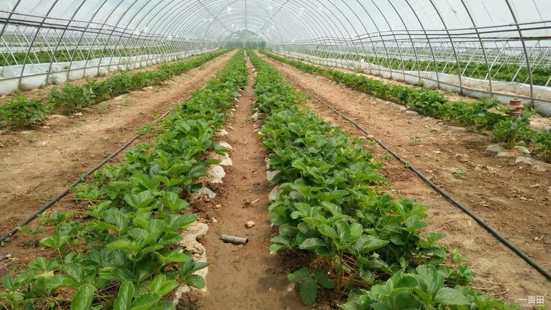 基地直供全明星草莓苗保证纯度保湿邮寄10~20cm