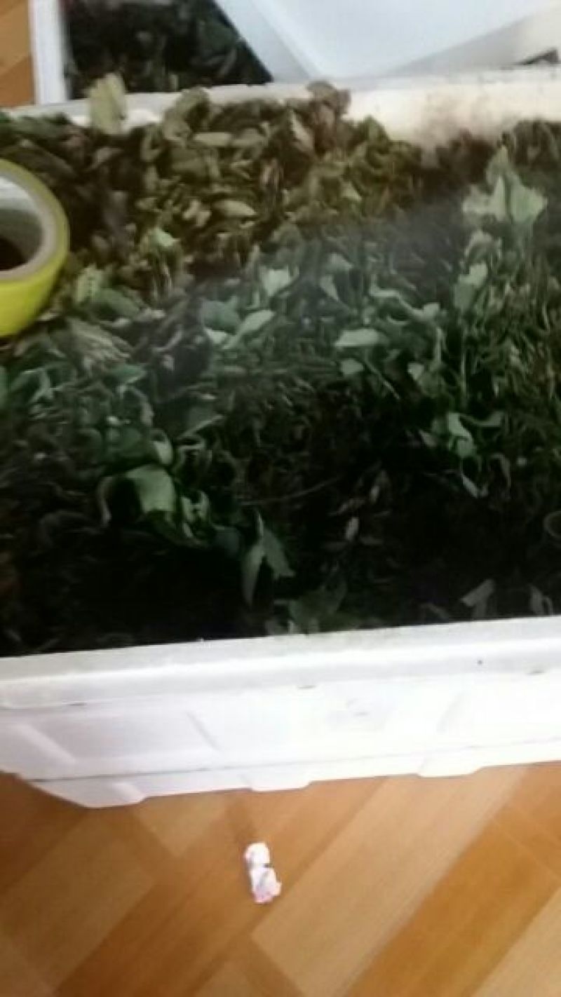 草莓苗品种齐全免费提供种植技术产地发货