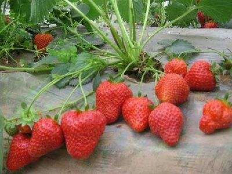 草莓苗品种齐全免费提供种植技术产地发货