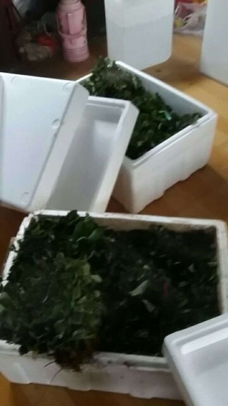 草莓苗品种齐全免费提供种植技术产地发货
