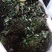 草莓苗品种齐全免费提供种植技术产地发货