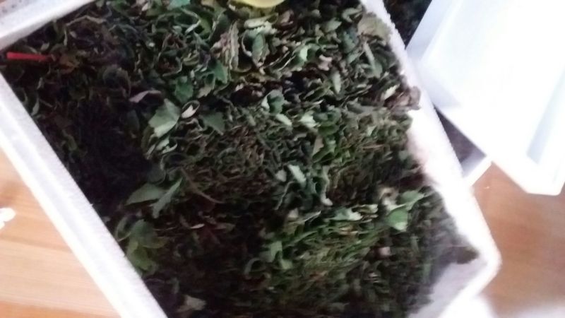 草莓苗品种齐全免费提供种植技术产地发货
