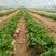 草莓苗品种齐全免费提供种植技术产地发货