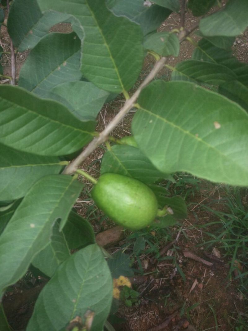 西瓜芭乐番石榴苗30~50cm