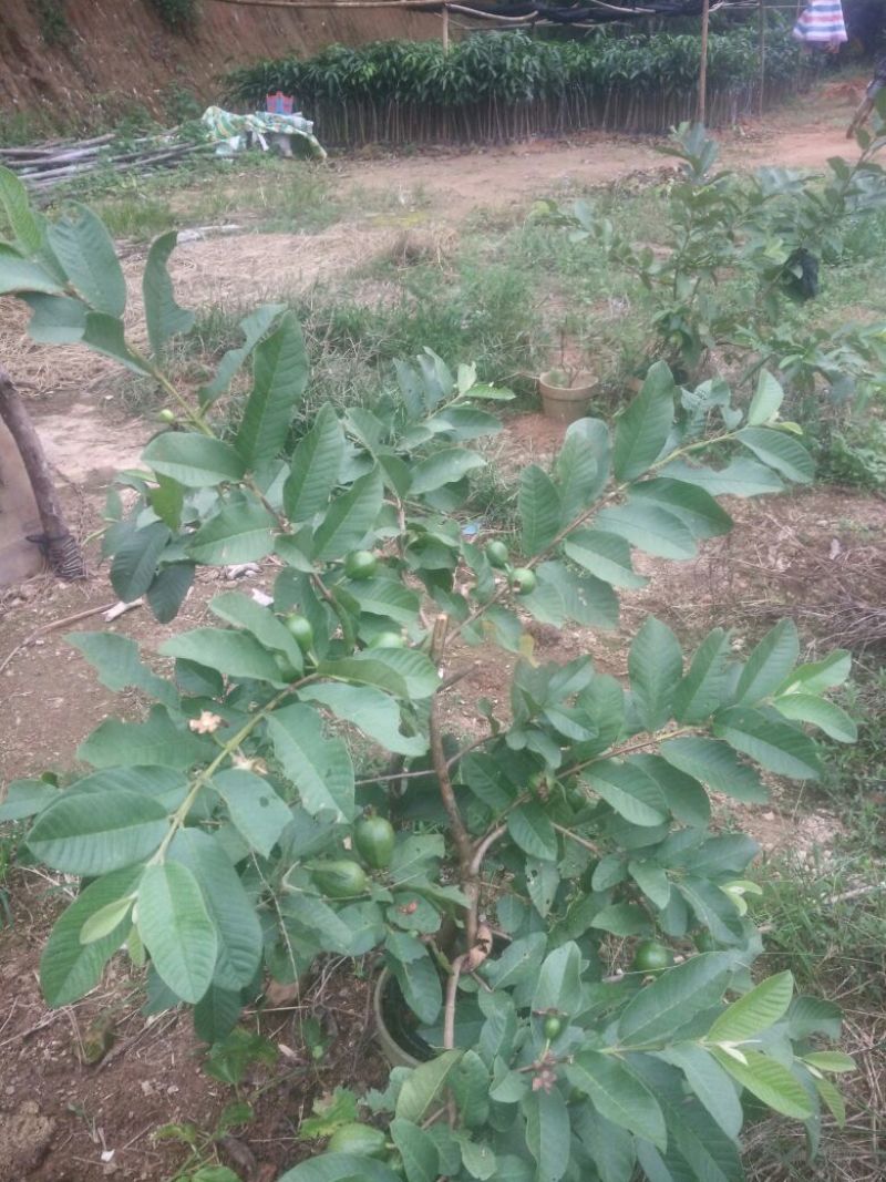 西瓜芭乐番石榴苗30~50cm