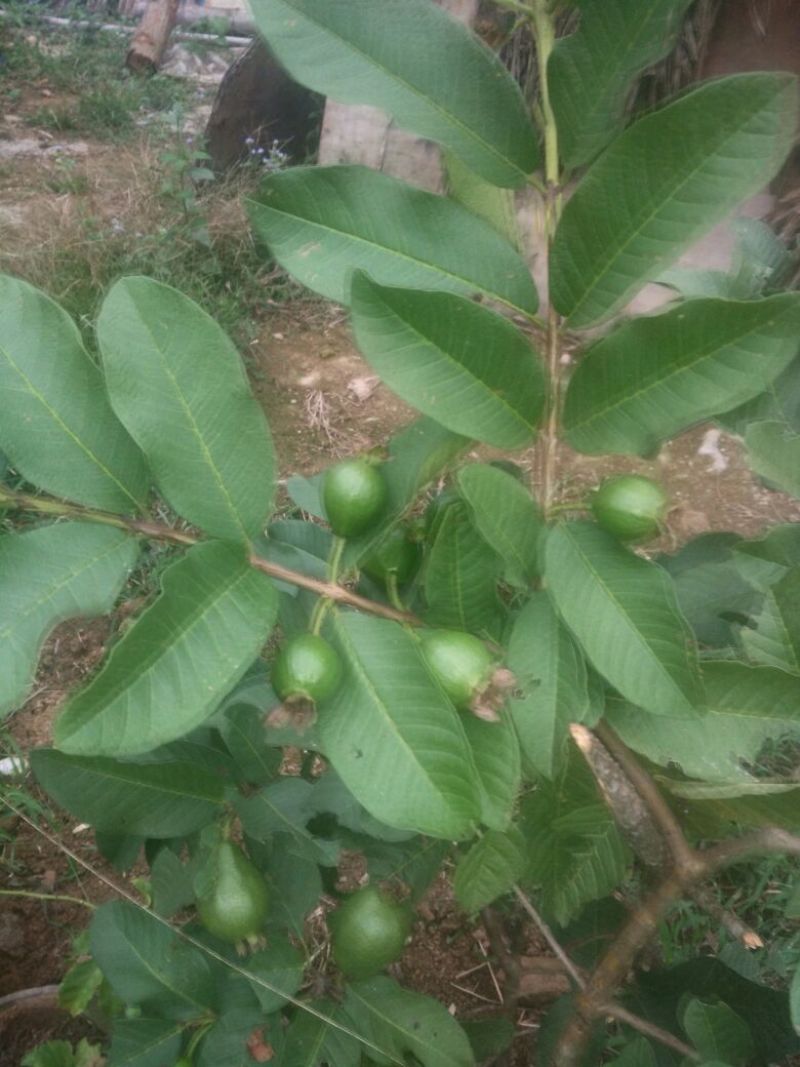 西瓜芭乐番石榴苗30~50cm