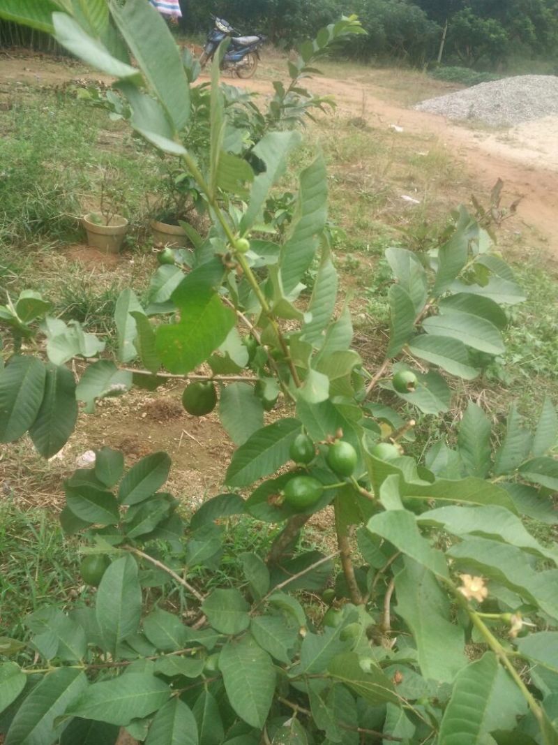 西瓜芭乐番石榴苗30~50cm