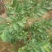 西瓜芭乐番石榴苗30~50cm