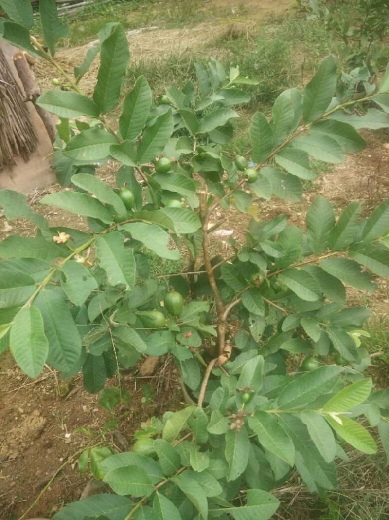 西瓜芭乐番石榴苗30~50cm