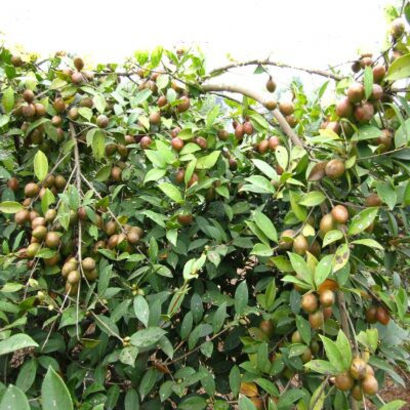 软枝油茶苗30~50cm