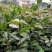 软枝油茶苗30~50cm
