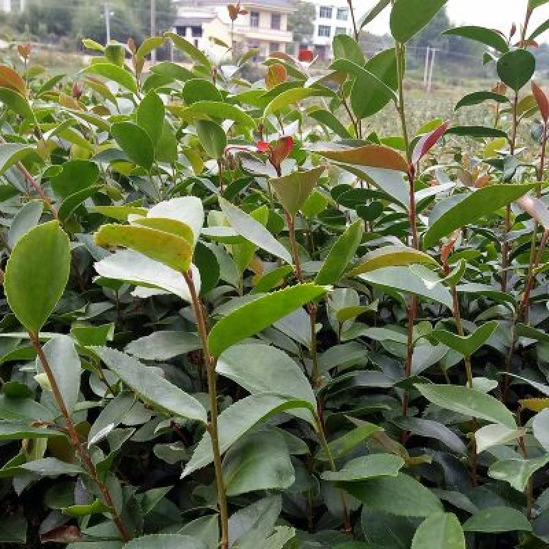 软枝油茶苗30~50cm