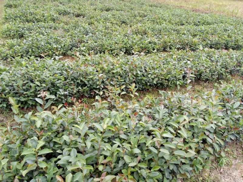 软枝油茶苗30~50cm