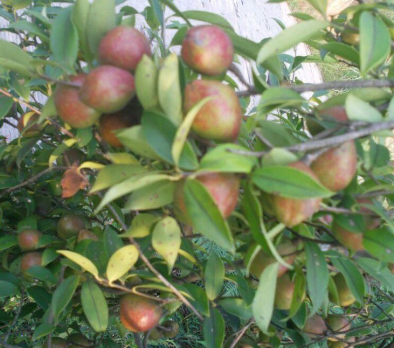 软枝油茶苗30~50cm
