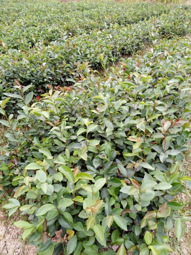 软枝油茶苗30~50cm
