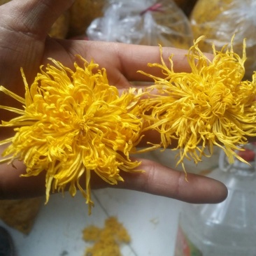 金丝皇菊茶一级