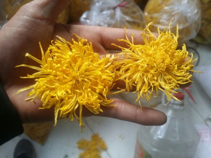 金丝皇菊茶一级