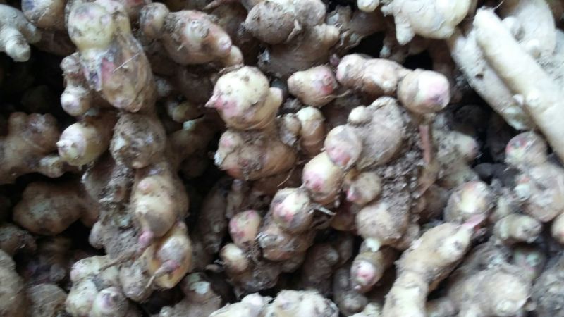 生姜，肉肉的终身伴侣，我们的服务是认真的。9~两带土