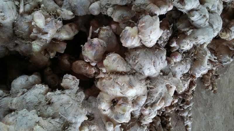 生姜，肉肉的终身伴侣，我们的服务是认真的。9~两带土
