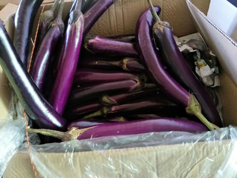 茄子、长紫红茄、烧烤茄、精品茄子现已大量上市中，欢迎订购