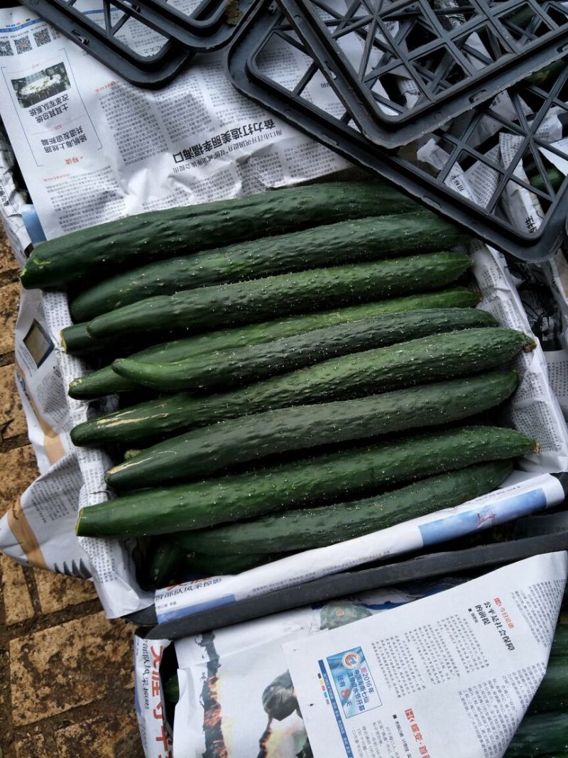 黄瓜干花带刺25公分以上，现已大量上市，欢迎订购
