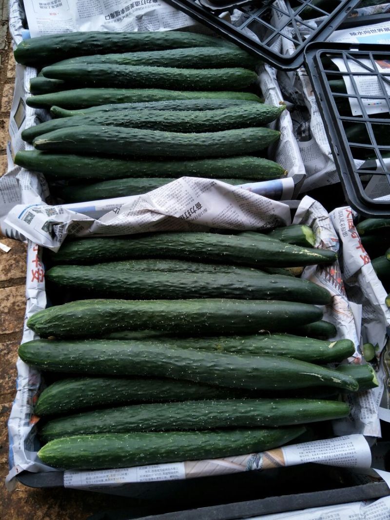 黄瓜干花带刺25公分以上，现已大量上市，欢迎订购