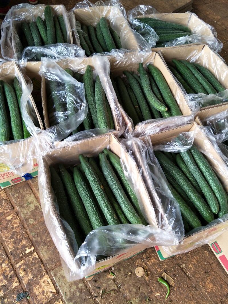 黄瓜干花带刺25公分以上，现已大量上市，欢迎订购