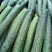 黄瓜干花带刺25公分以上，现已大量上市，欢迎订购