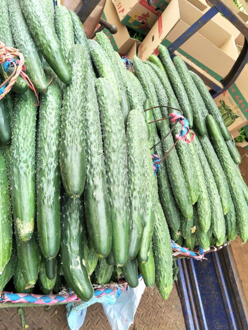 黄瓜干花带刺25公分以上，现已大量上市，欢迎订购