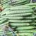 黄瓜干花带刺25公分以上，现已大量上市，欢迎订购