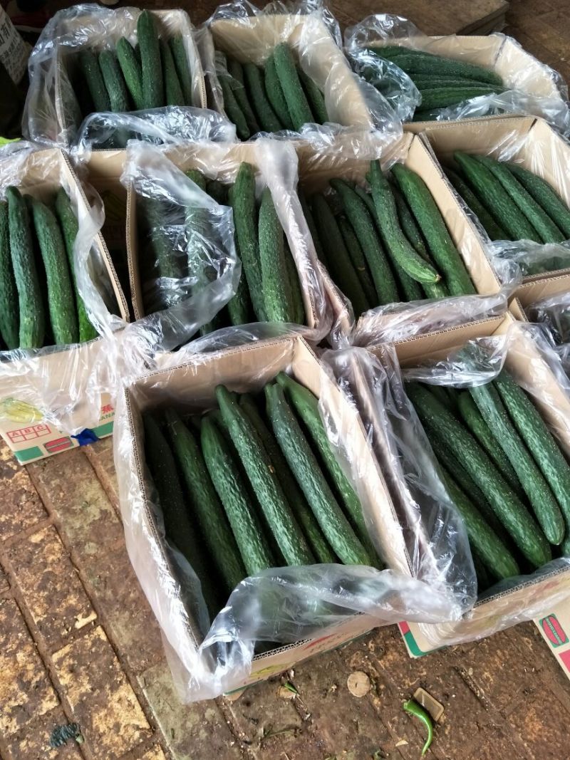 黄瓜干花带刺25公分以上，现已大量上市，欢迎订购