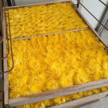 金丝皇菊茶一级