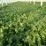 名门菠菜20~25厘米，30/35厘米，货源充足